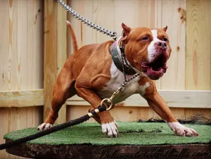 Dog For Hire - Cerberus "Klosowski Red Dog"
