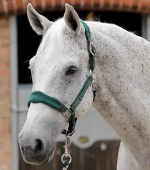 Premier Equine Halter Padded Fleece (6009)