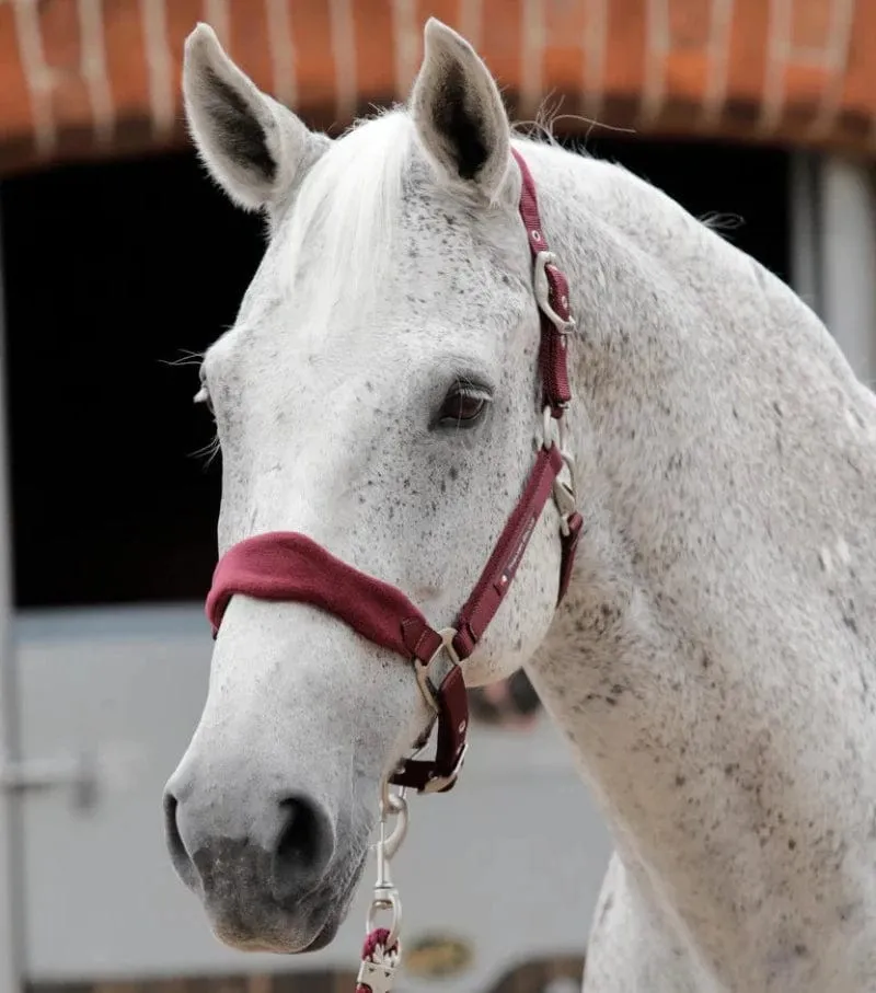Premier Equine Halter Padded Fleece (6009)