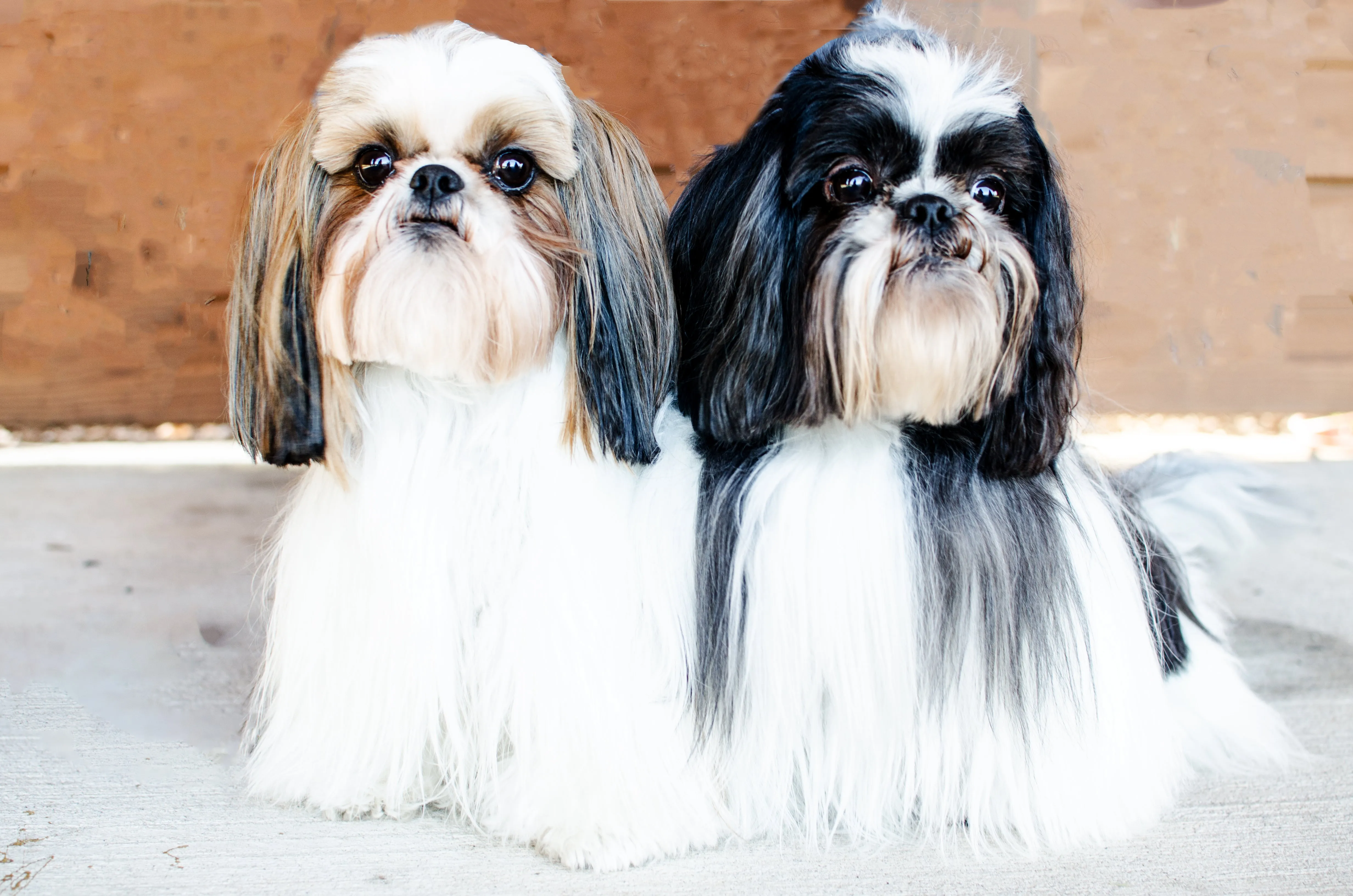 Shih-Tzu 2 in 1